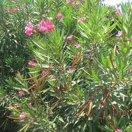 Bed & Breakfast Rose Garden Marinella di Selinunte